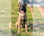 Small #5 Mutt