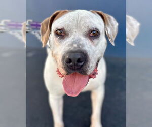 Charlotte - Adopt Me! - Female Bulloxer Dog for Adoption - Photo #13