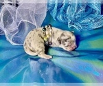Small Photo #5 Bullhuahua-Chihuahua Mix Puppy For Sale in RAWSONVILLE, MI, USA