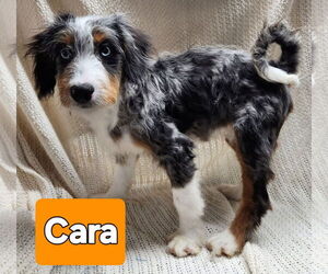 Bernese Mountain Dog-Unknown Mix Dogs for adoption in Smithfield, PA, USA