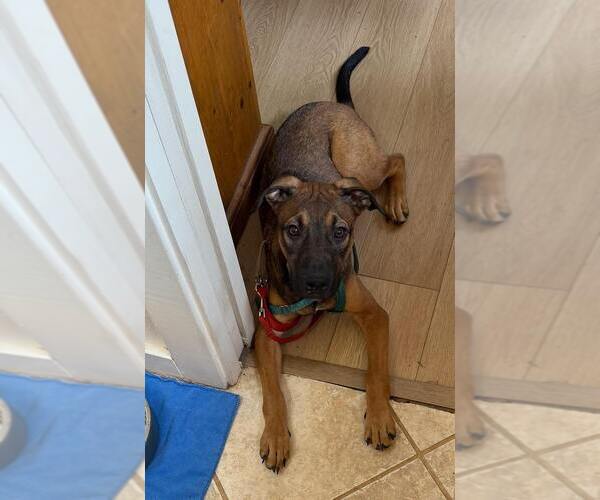 Medium Photo #4 Beagle-Unknown Mix Puppy For Sale in Dana Point, CA, USA