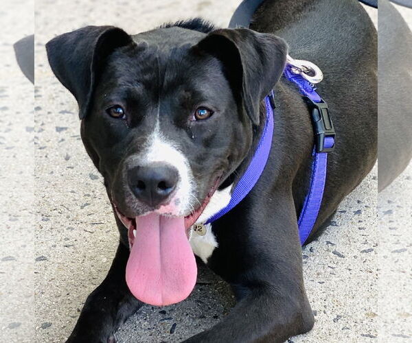 Medium Photo #7 American Pit Bull Terrier-Labrador Retriever Mix Puppy For Sale in Fairfax, VA, USA
