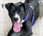 Small #6 American Pit Bull Terrier-Labrador Retriever Mix