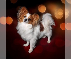 Mother of the Papillon puppies born on 02/14/2025