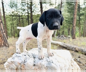German Shorthaired Pointer Puppy for sale in WOODLAND PARK, CO, USA