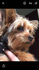 Yorkshire Terrier Puppy for sale in HANCOCK, MD, USA