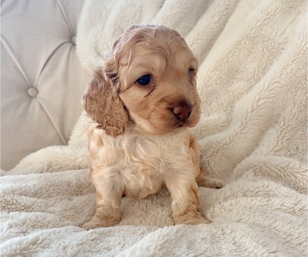 Medium Photo #9 Cock-A-Poo Puppy For Sale in CONCORD, NC, USA