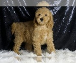 Small #2 Goldendoodle (Miniature)
