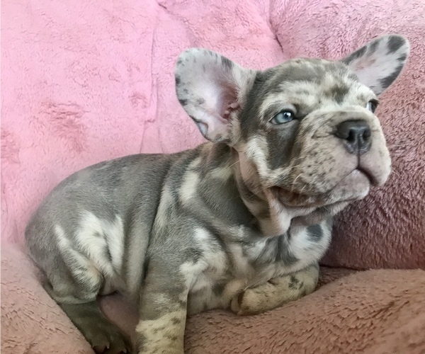 Medium Photo #5 French Bulldog Puppy For Sale in COCOA, FL, USA
