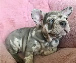 Small #4 French Bulldog