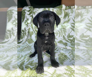 Cane Corso Puppy for sale in MILLERSBURG, OH, USA