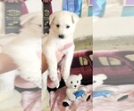Small #2 German Shepherd Dog