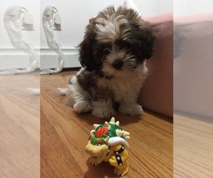 Zuchon Puppy for sale in FLUSHING, NY, USA