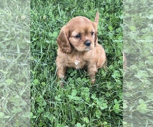 Cavalier King Charles Spaniel Puppy for sale in NILES, MI, USA