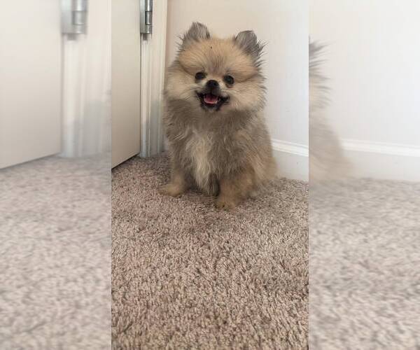 Medium Photo #11 Pomeranian Puppy For Sale in OAKWOOD, GA, USA