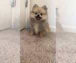 Small Photo #11 Pomeranian Puppy For Sale in OAKWOOD, GA, USA