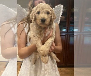 Goldendoodle-Poodle (Standard) Mix Puppy for sale in CLOVIS, CA, USA