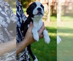 Small Photo #26 Boston Terrier Puppy For Sale in CARMICHAEL, CA, USA