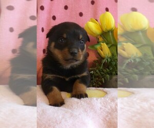 Rottweiler Puppy for sale in CASSVILLE, MO, USA