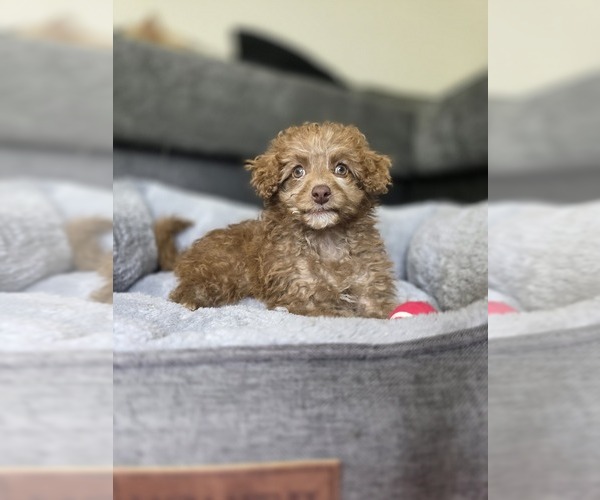 Medium Photo #1 Goldendoodle (Miniature) Puppy For Sale in KEENE, NH, USA