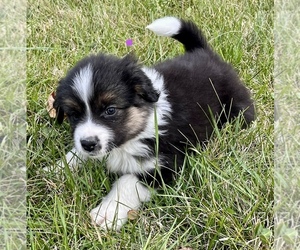 Border Collie-Miniature Australian Shepherd Mix Puppy for sale in SILVER LAKE, IN, USA