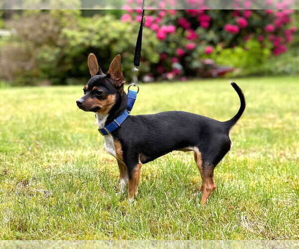 Medium Photo #4 Chihuahua Puppy For Sale in Arlington, WA, USA