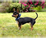 Small #3 Chihuahua