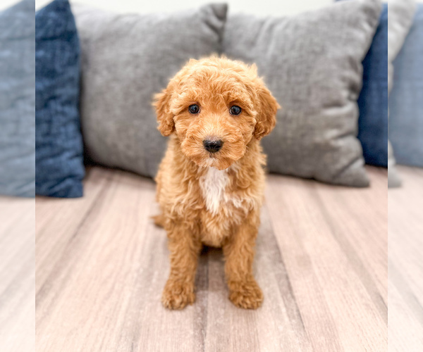 Medium Photo #37 Miniature Labradoodle Puppy For Sale in MILLERSBURG, OH, USA