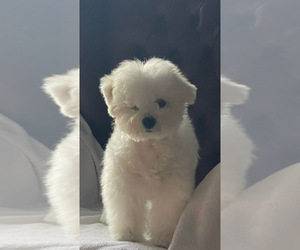 Bichon Frise Puppy for sale in Drama, East Macedonia and Thrace, Greece