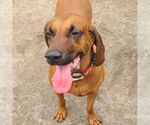 Small #3 Redbone Coonhound Mix