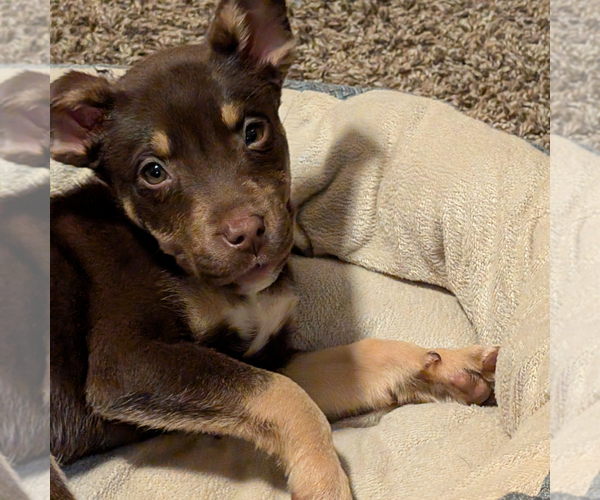 Medium Photo #7 Siberian Husky-Unknown Mix Puppy For Sale in Fargo, ND, USA