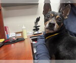 Small Chihuahua Mix