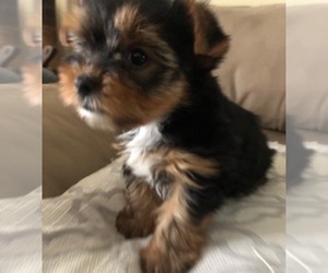 Yorkshire Terrier Puppy for sale in CHESAPEAKE, VA, USA