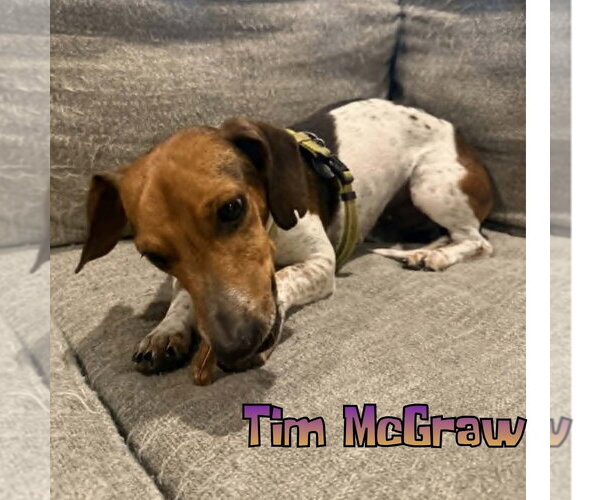 Medium Photo #3 Dachshund Puppy For Sale in San Antonio, TX, USA
