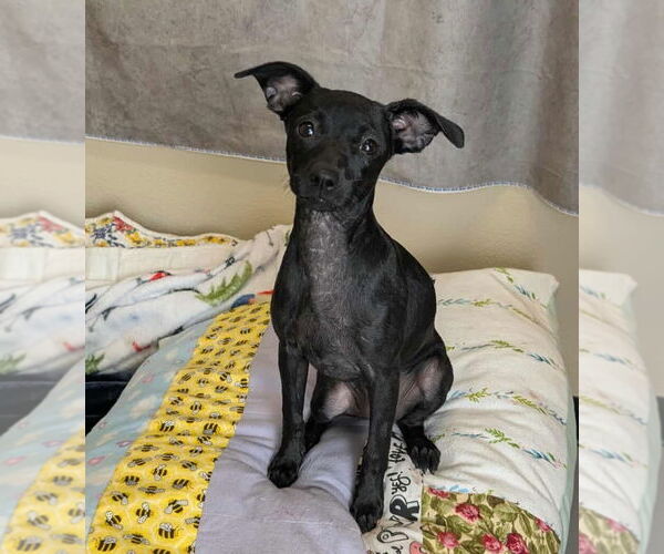 Medium Photo #4 Chihuahua-Unknown Mix Puppy For Sale in McKinney, TX, USA