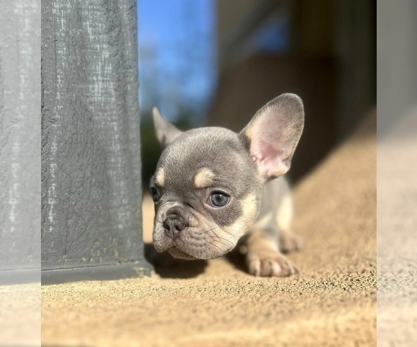 Medium Photo #5 French Bulldog Puppy For Sale in PARADISE VALLEY, AZ, USA