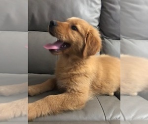 Golden Retriever Puppy for sale in SANTA ANA, CA, USA