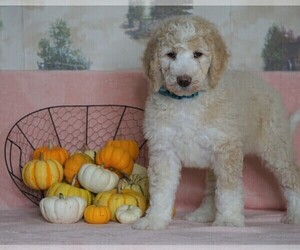Sheepadoodle Puppy for sale in FREDERICKSBG, OH, USA