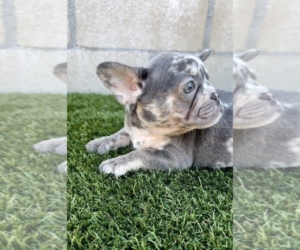 Medium Photo #7 French Bulldog Puppy For Sale in NEWPORT BEACH, CA, USA