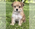 Small #7 Morkie