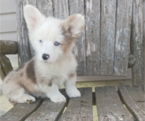 Pembroke Welsh Corgi Puppy for sale in MILTON, WI, USA