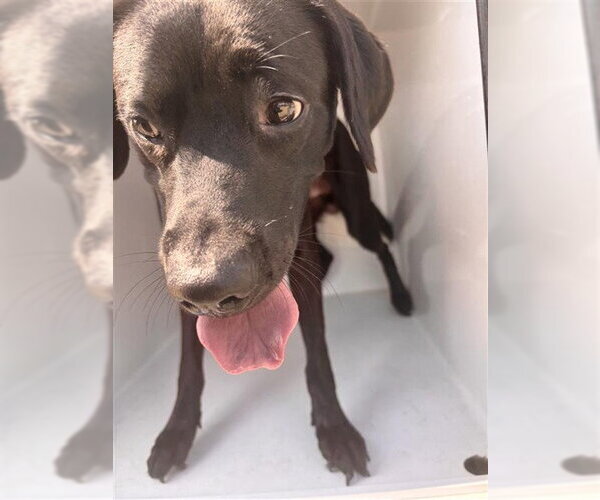 Medium Photo #1 Labrador Retriever Puppy For Sale in Houston, TX, USA