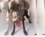A663498 - Male Labrador Retriever Dog for Adoption - Small photo