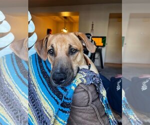 Retriever -Unknown Mix Dogs for adoption in Sandy, UT, USA