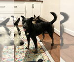 Small Photo #4 Mutt Puppy For Sale in Garden City, NY, USA