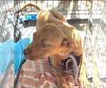 *GOLDIE - Female Labrador Retriever-Unknown Mix Dog for Adoption - Small photo
