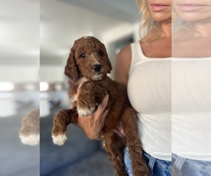 Goldendoodle Puppy for Sale in LIVE OAK, California USA