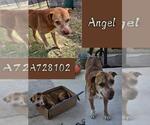 Small #1 American Staffordshire Terrier Mix