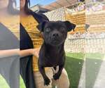 Small #1 Pug Mix