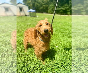 Goldendoodle Dogs for adoption in Pacolet, SC, USA
